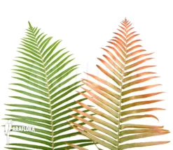 Tree Fern 'Brainea Insignis' Plug