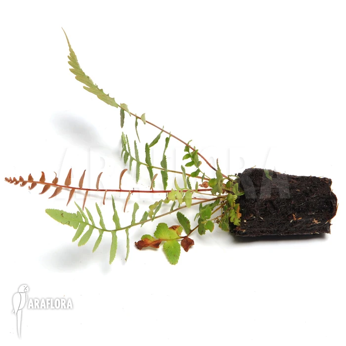 Tree Fern 'Brainea Insignis' Plug 2 Tree Fern 'Brainea Insignis' Plug - Image 2