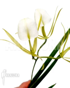 Orchid 'Brassavola Nodosa 'lady Of The Night''