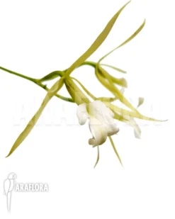 Orchid 'Brassavola Nodosa 'lady Of The Night'' -Green Haven Sales Store Brassavola nodosa lady of the night 3