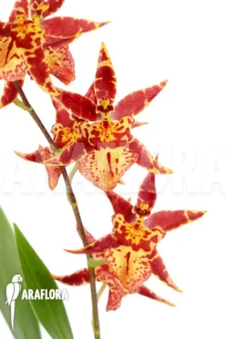 Orchid 'Brassia X 'Summer Dream'