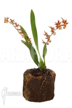 Orchid 'Brassia X 'Summer Dream' -Green Haven Sales Store Brassia x Summer dream 2