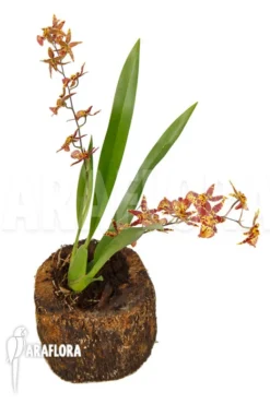 Orchid 'Brassia X 'Summer Dream' -Green Haven Sales Store Brassia x Summer dream 4