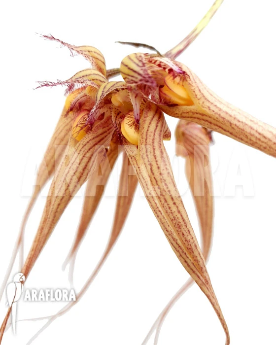 Orchid 'Bulbophyllum 'Louis Sander'' 1 Orchid 'Bulbophyllum 'Louis Sander''