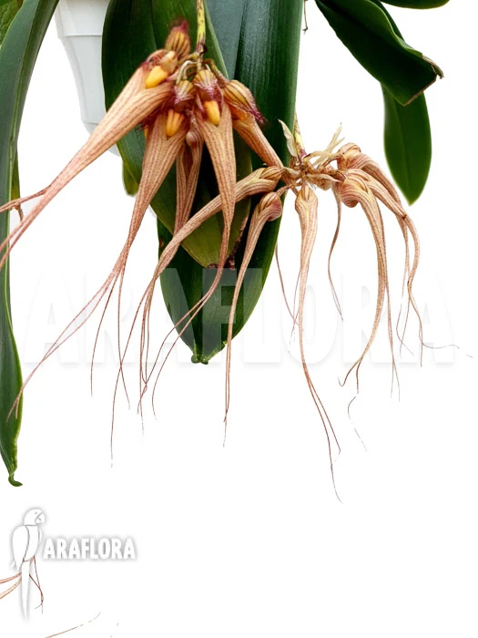 Orchid 'Bulbophyllum 'Louis Sander'' 3 Orchid 'Bulbophyllum 'Louis Sander'' - Image 3