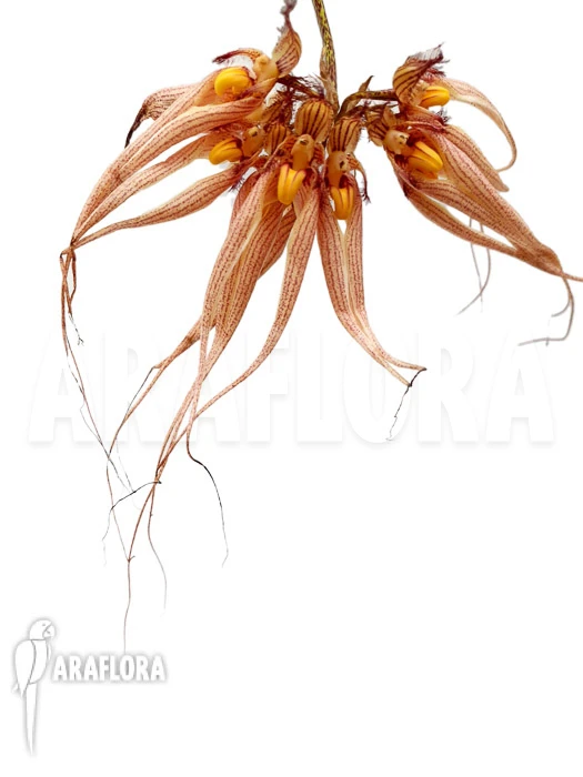 Orchid 'Bulbophyllum 'Louis Sander'' 4 Orchid 'Bulbophyllum 'Louis Sander'' - Image 4