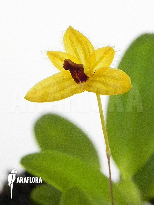 Orchid 'Bulbophyllum Aestivale' 1 Orchid 'Bulbophyllum Aestivale'