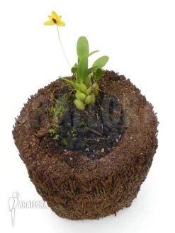 Orchid 'Bulbophyllum Aestivale' 9 Orchid 'Bulbophyllum Aestivale' -Green Haven Sales Store Bulbophyllum aestivale 2