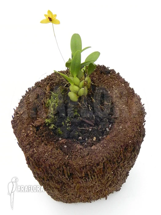 Orchid 'Bulbophyllum Aestivale' 5 Orchid 'Bulbophyllum Aestivale' - Image 5