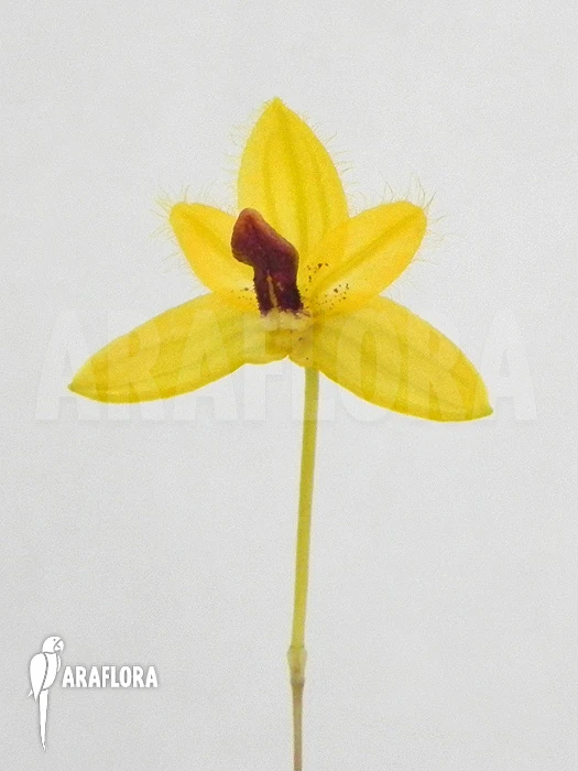 Orchid 'Bulbophyllum Aestivale' 3 Orchid 'Bulbophyllum Aestivale' - Image 3