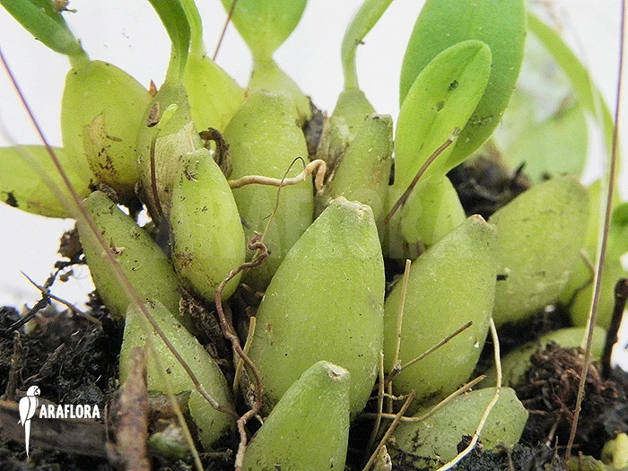 Orchid 'Bulbophyllum Aestivale' 2 Orchid 'Bulbophyllum Aestivale' - Image 2