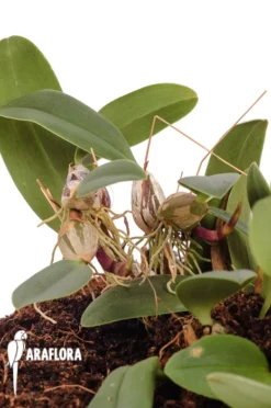 Orchid 'Bulbophyllum Bolsteri'
