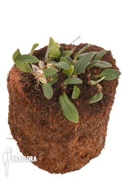 Orchid 'Bulbophyllum Bolsteri' -Green Haven Sales Store Bulbophyllum bolsteri 2