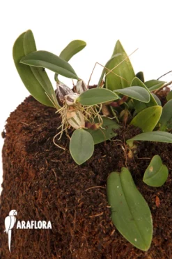 Orchid 'Bulbophyllum Bolsteri' -Green Haven Sales Store Bulbophyllum bolsteri 3