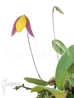 Orchid 'Bulbophyllum Bolsteri' 'S'