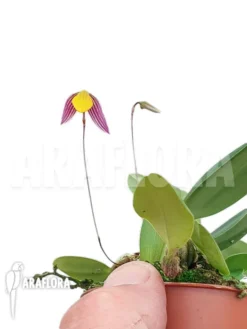 Orchid 'Bulbophyllum Bolsteri' 'S' -Green Haven Sales Store Bulbophyllum bolsteri S 3