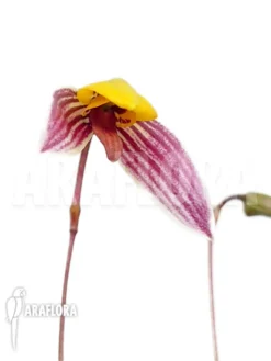 Orchid 'Bulbophyllum Bolsteri' 'S' -Green Haven Sales Store Bulbophyllum bolsteri S 4