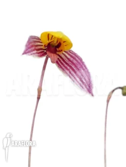 Orchid 'Bulbophyllum Bolsteri' 'S' -Green Haven Sales Store Bulbophyllum bolsteri S 5