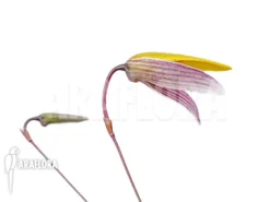 Orchid 'Bulbophyllum Bolsteri' 'S' -Green Haven Sales Store Bulbophyllum bolsteri S 6