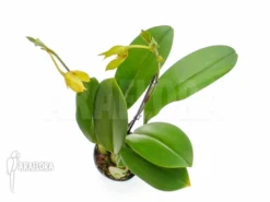 Orchid 'Bulbophyllum Carunculatum' Starter -Green Haven Sales Store Bulbophyllum carunculatum 3