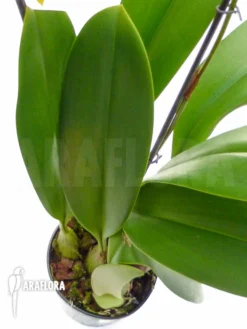 Orchid 'Bulbophyllum Carunculatum' Starter -Green Haven Sales Store Bulbophyllum carunculatum 5