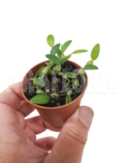 Orchid 'Bulbophyllum Depressum' 6 Orchid 'Bulbophyllum Depressum' -Green Haven Sales Store Bulbophyllum depressum 3