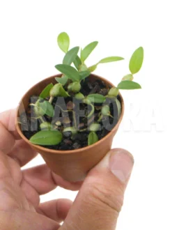 Orchid 'Bulbophyllum Depressum' 5 Orchid 'Bulbophyllum Depressum' -Green Haven Sales Store Bulbophyllum depressum 4