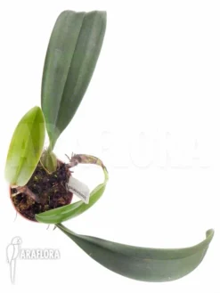 Orchid 'Bulbophyllum Eberhardtii' 'M' -Green Haven Sales Store Bulbophyllum eberhardtii M 3