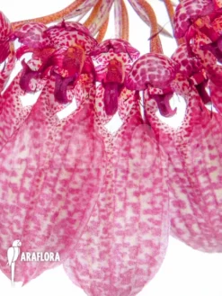 Orchid 'Bulbophyllum Eberhardtii' 'M' -Green Haven Sales Store Bulbophyllum eberhardtii M 4