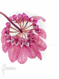 Orchid 'Bulbophyllum Eberhardtii' 'M' -Green Haven Sales Store Bulbophyllum eberhardtii M 5