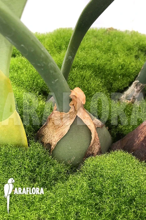 Orchid 'Bulbophyllum Echinolabium' Type X 1 Orchid 'Bulbophyllum Echinolabium' Type X