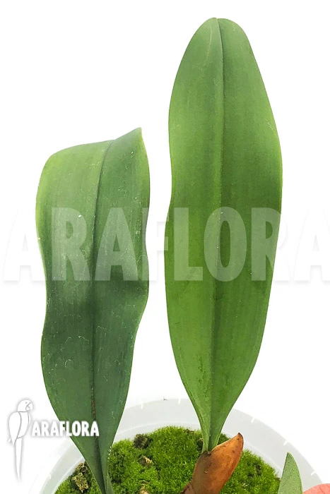 Orchid 'Bulbophyllum Echinolabium' Type X 2 Orchid 'Bulbophyllum Echinolabium' Type X - Image 2