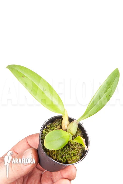 Orchid 'Bulbophyllum Echinolabium' 'Starter' 1 Orchid 'Bulbophyllum Echinolabium' 'Starter'