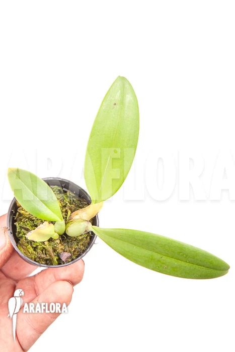 Orchid 'Bulbophyllum Echinolabium' 'Starter' 2 Orchid 'Bulbophyllum Echinolabium' 'Starter' - Image 2