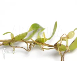 Orchid 'Bulbophyllum Ecristatum'