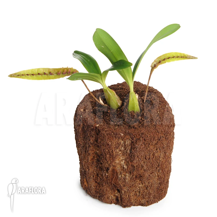 Orchid 'Bulbophyllum Falcatum' 4 Orchid 'Bulbophyllum Falcatum' - Image 4