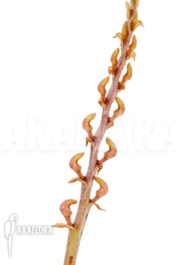 Orchid 'Bulbophyllum Falcatum' 6 Orchid 'Bulbophyllum Falcatum' -Green Haven Sales Store Bulbophyllum falcatum 3