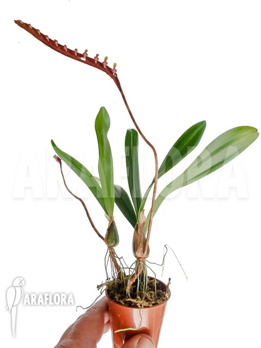 Orchid 'Bulbophyllum Falcatum' 'Starter'' 5 Orchid 'Bulbophyllum Falcatum' 'Starter'' - Image 5