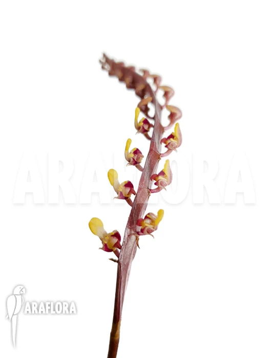 Orchid 'Bulbophyllum Falcatum' 'Starter'' 6 Orchid 'Bulbophyllum Falcatum' 'Starter'' - Image 6