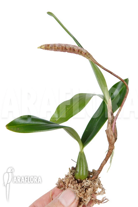Orchid 'Bulbophyllum Falcatum' 'Starter'' 3 Orchid 'Bulbophyllum Falcatum' 'Starter'' - Image 3