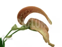 Orchid 'Bulbophyllum Grandiflorum'