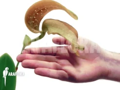 Orchid 'Bulbophyllum Grandiflorum' -Green Haven Sales Store Bulbophyllum grandiflorum 3 1