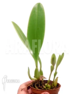 Orchid 'Bulbophyllum Grandiflorum' 'Starter' -Green Haven Sales Store Bulbophyllum grandiflorum starter 2