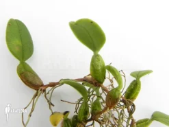 Shaggy Lipped Bulbophyllum