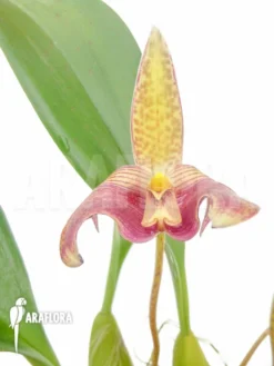 Orchid 'Bulbophyllum Lobbii' Starter -Green Haven Sales Store Bulbophyllum lobbii 10