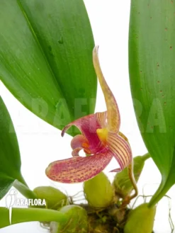 Orchid 'Bulbophyllum Lobbii' Starter -Green Haven Sales Store Bulbophyllum lobbii 8
