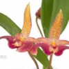 Orchid 'Bulbophyllum Lobbii' Starter
