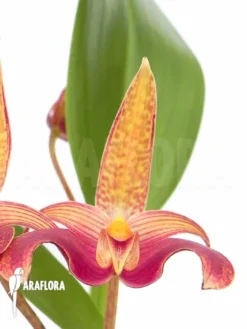 Orchid 'Bulbophyllum Lobbii' Starter -Green Haven Sales Store Bulbophyllum lobbii flower 4