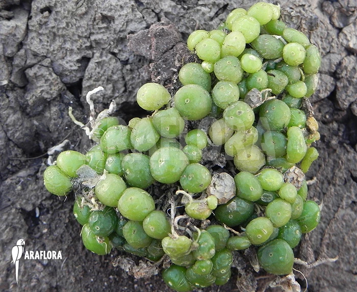 Orchid 'Bulbophyllum Moniliforme' 1 Orchid 'Bulbophyllum Moniliforme'