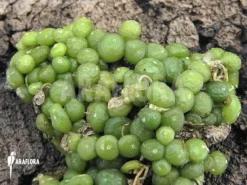 Orchid 'Bulbophyllum Moniliforme' 7 Orchid 'Bulbophyllum Moniliforme' -Green Haven Sales Store Bulbophyllum moniliforme 2